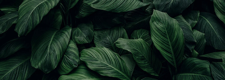 Viele grüne Blätter | Desktop Banner | alva Naturkosmetik