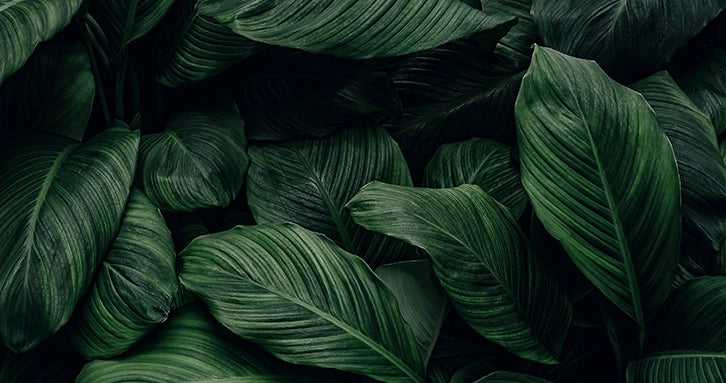 Viele grüne Blätter | mobiler Banner | alva Naturkosmetik